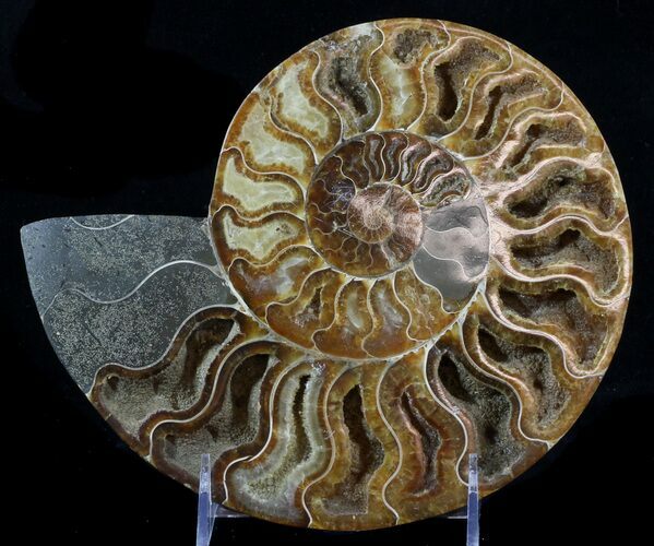Cut Ammonite Fossil (Half) - Beautifully Agatized #58285